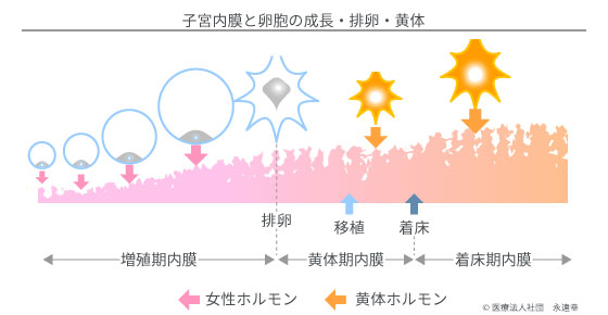 子宮内膜と卵胞の成長・排卵・黄体