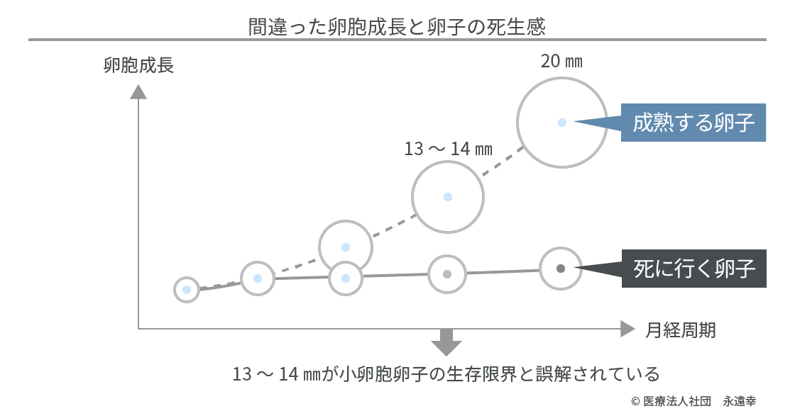 遅い 卵胞 成長