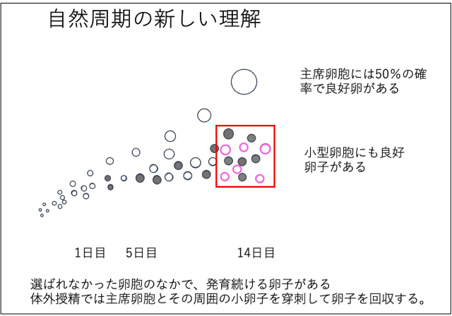 図2 主卵胞・小卵胞採卵
